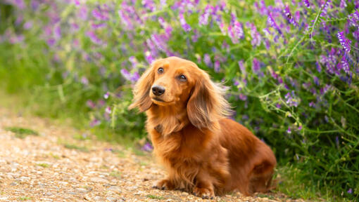 Blond long haired outlet dachshund